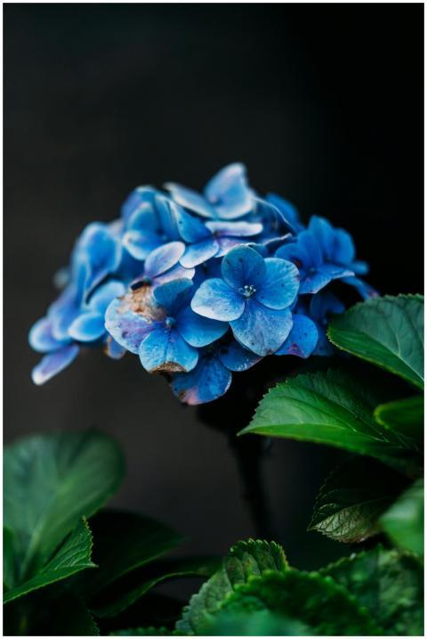 Stunning close-up of a blue hydrangea surrounded b