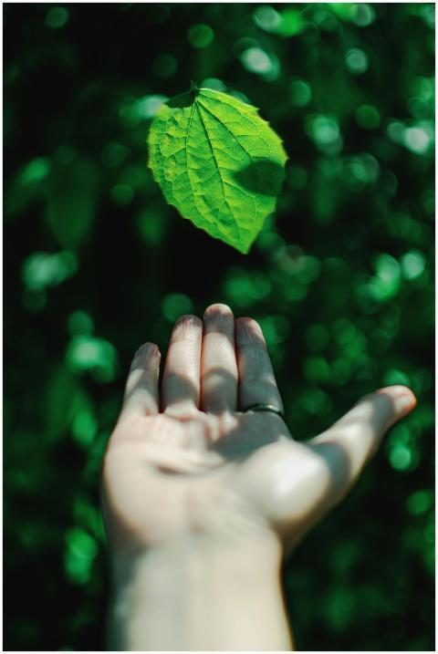 Close-up of a hand reaching out to a green leaf, s