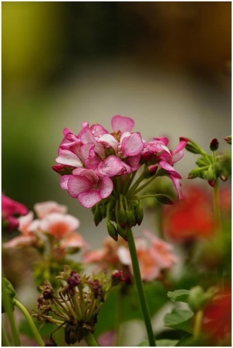 Close-up of vibrant pink geranium flowers blooming