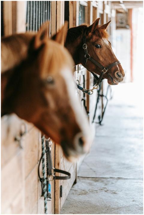 Close-up view of horses peeking out from wooden st