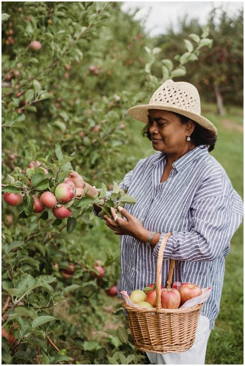 Middle-aged woman harvesting ripe apples in an orc