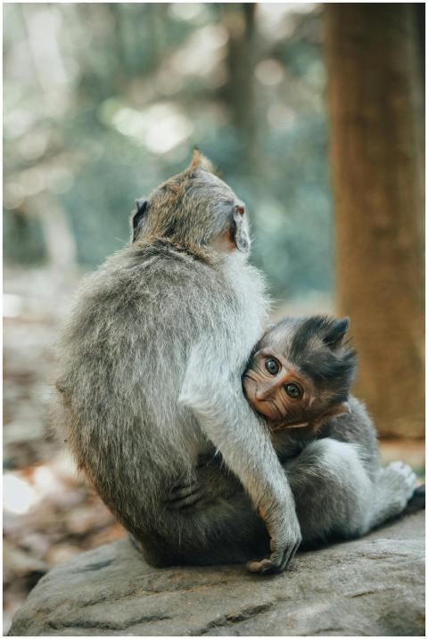 Heartwarming image of a mother monkey embracing he