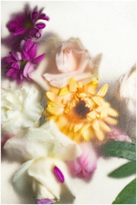 Close-up of vibrant flowers with raindrops viewed
