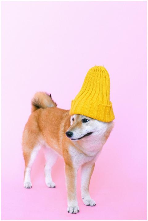 A cute Shiba Inu dog wearing a yellow beanie again