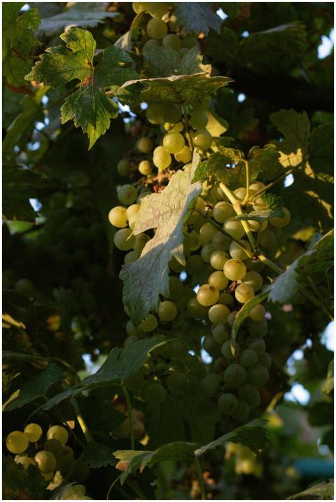 Close-up of green grapes in a sunny vineyard, surr