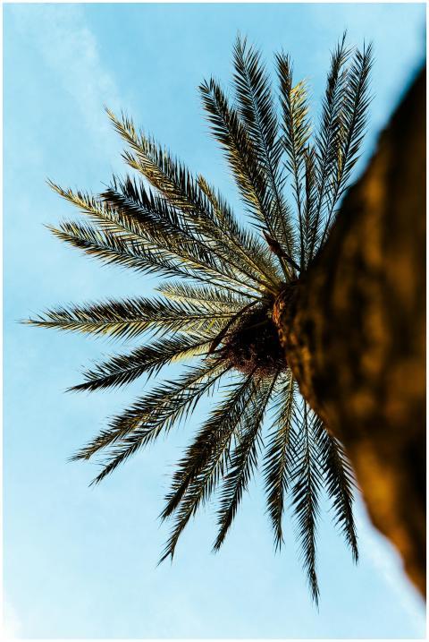 A palm tree seen from below, emphasizing tropical