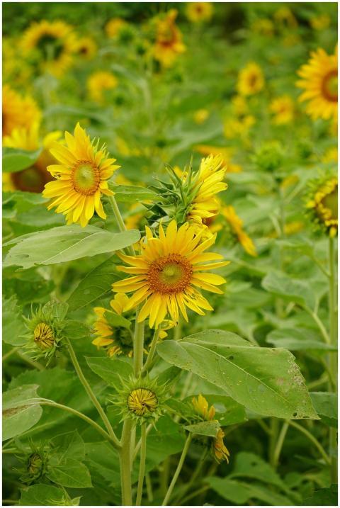 Bright yellow sunflowers in a lush green field und