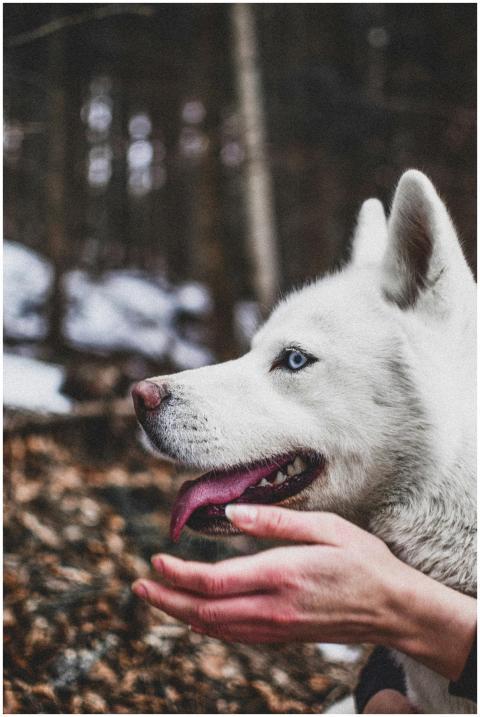 A Siberian Husky enjoying a calm moment in a Slova