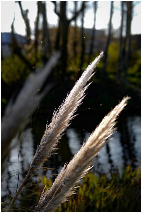 Serene Autumn Scene Pampas