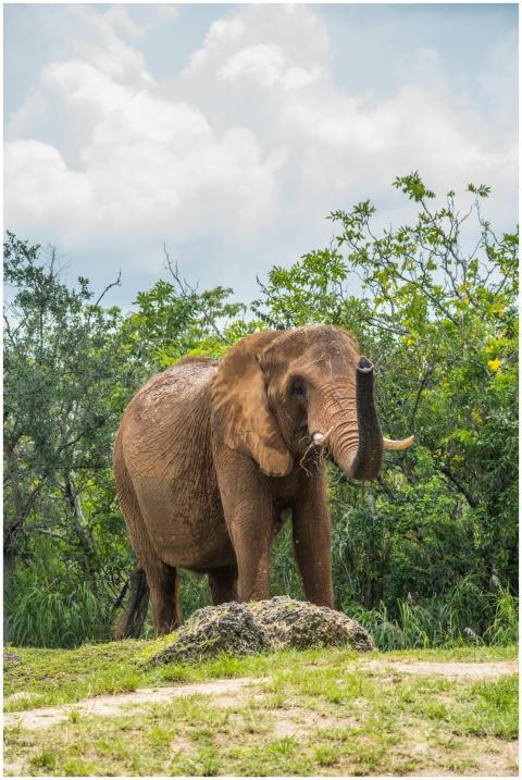 A grand African elephant standing amidst lush gree