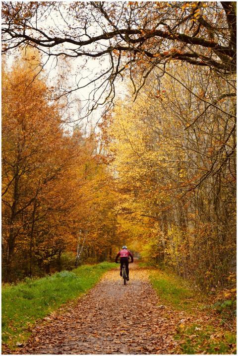 A cyclist rides along a scenic, leafy forest path
