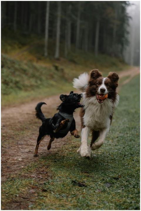 Two playful dogs running on a misty forest trail,