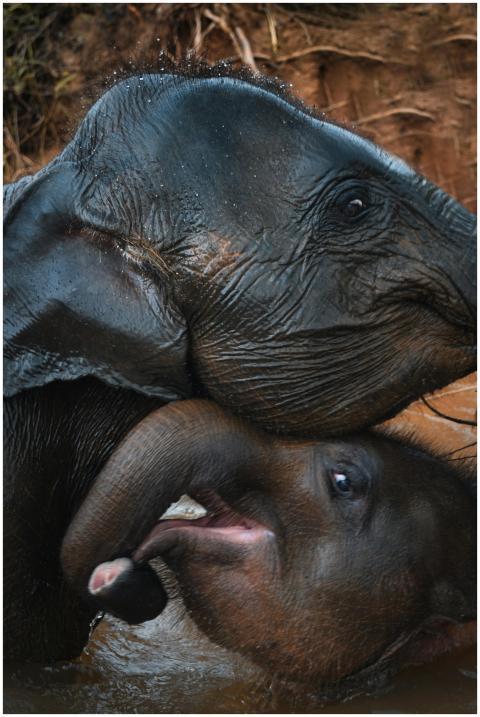 A touching moment of Asiatic elephants enjoying th