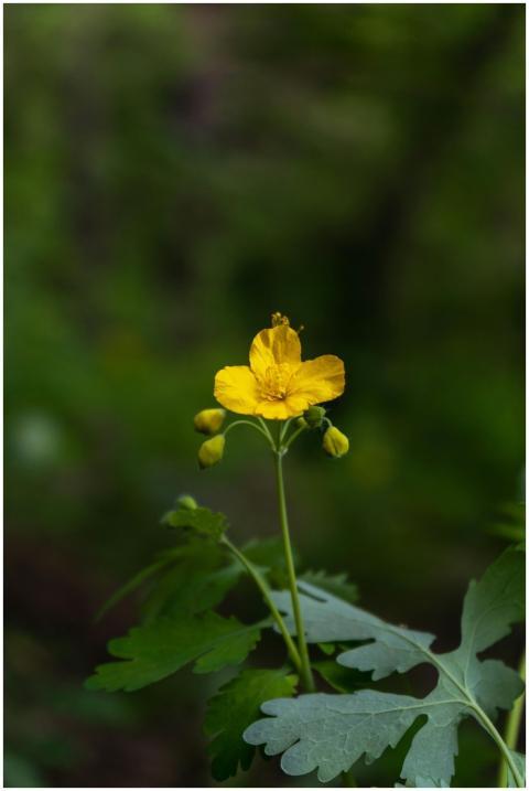 Close-up of a yellow flower in the wild, showcasin