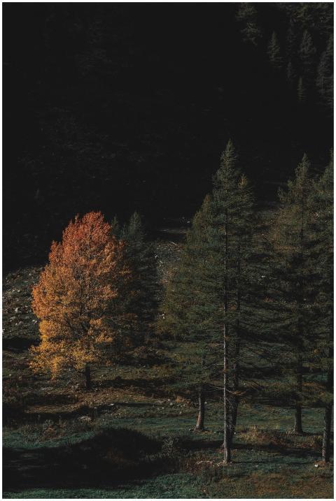 A scenic autumn forest featuring vibrant foliage a