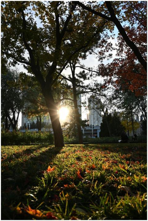 Sunset light filtering through trees with autumn l