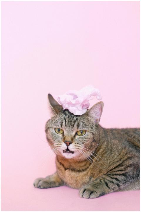 Adorable tabby cat with a pink headpiece on a past