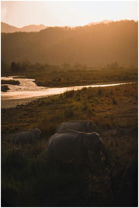 Asian elephants graze by a scenic river at sunset,