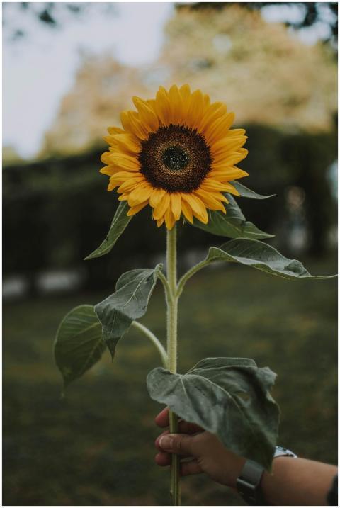 Close-up of a vibrant sunflower held by hand in a