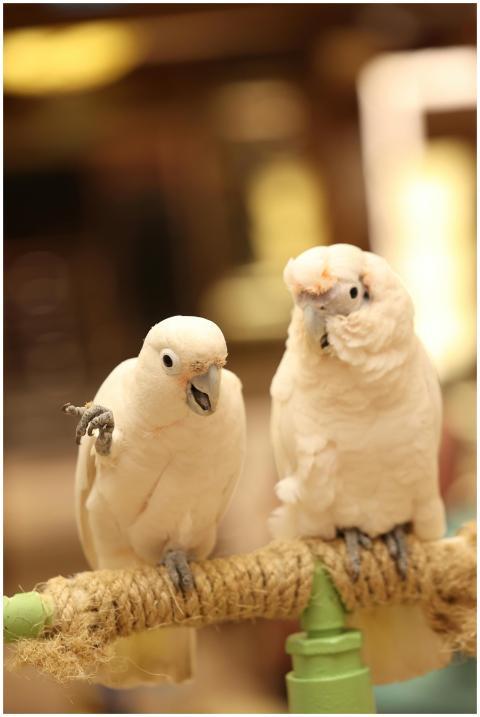 Two white cockatoos perched indoors display playfu