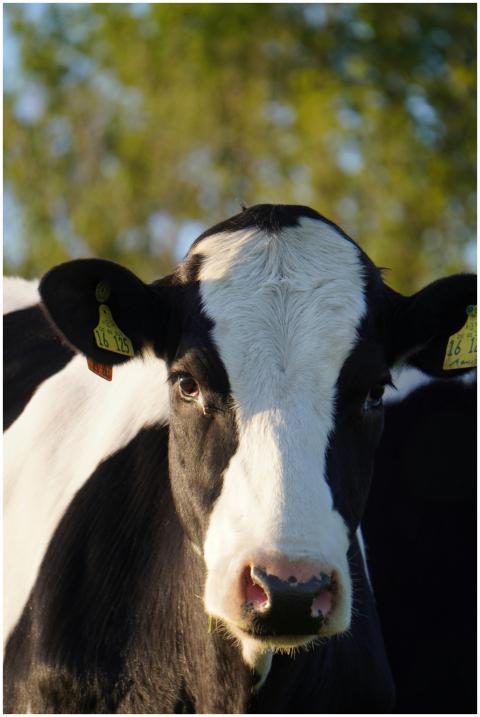 Close-up of a black and white cow in daylight on a