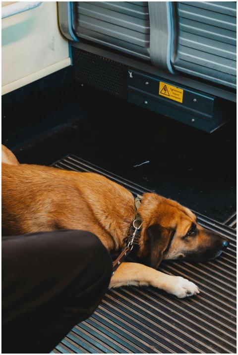 Dog Relaxing Train Floor