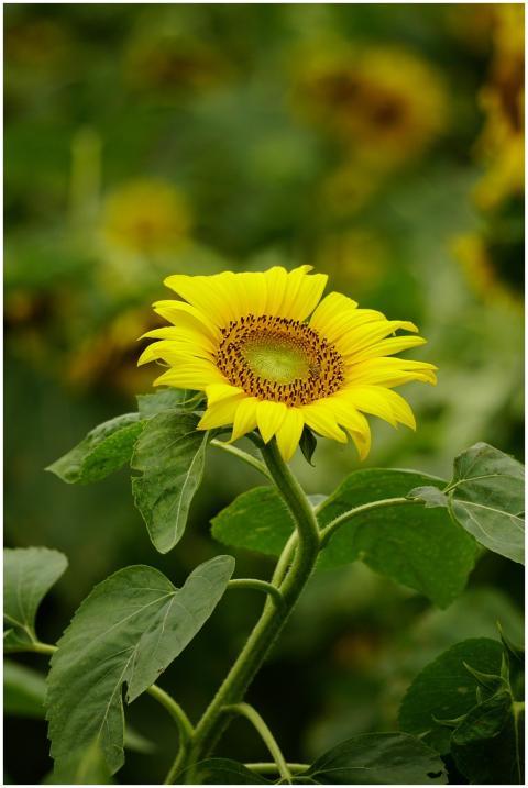 Close-up of a vibrant yellow sunflower blooming in