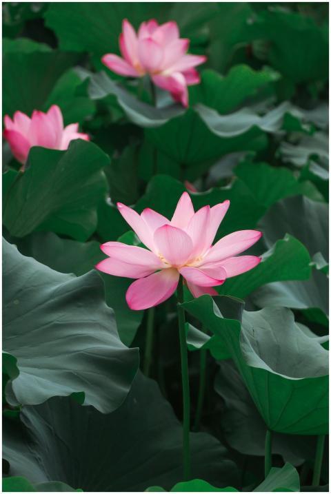 Captivating pink lotus flowers blooming with vibra