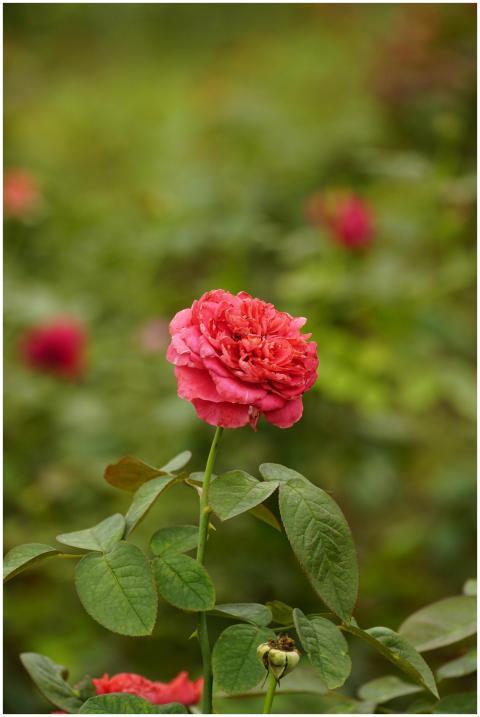 Close-up of a vibrant pink rose in a lush green ga