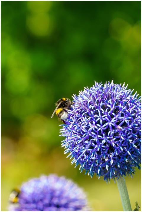 Vibrant photo of a bumblebee on a purple globe thi
