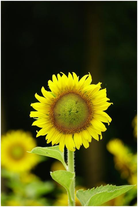 Bright sunflower in full bloom against a dark back