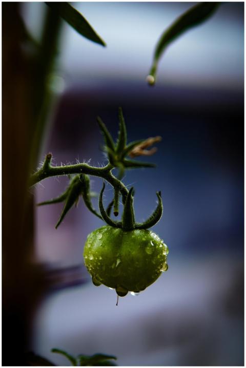 Close Up Green Tomato