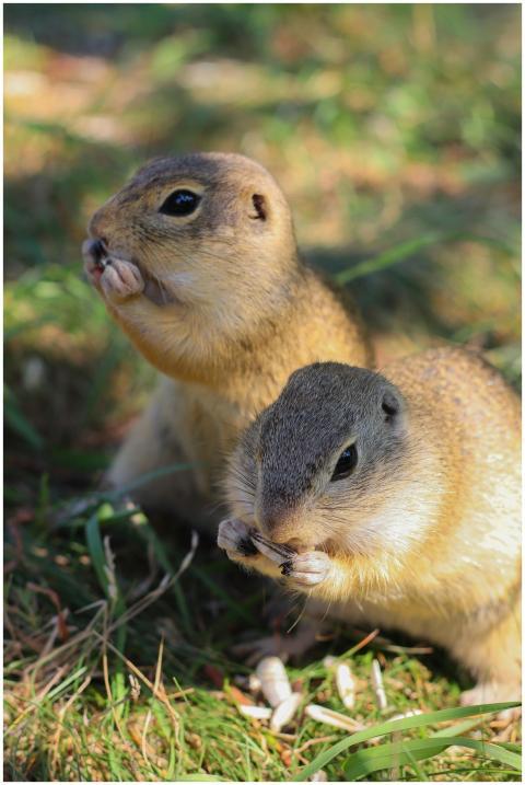 Close-up of two ground squirrels nibbling on grass
