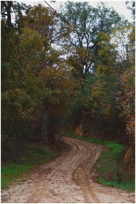 Winding dirt path through colorful autumn forest,