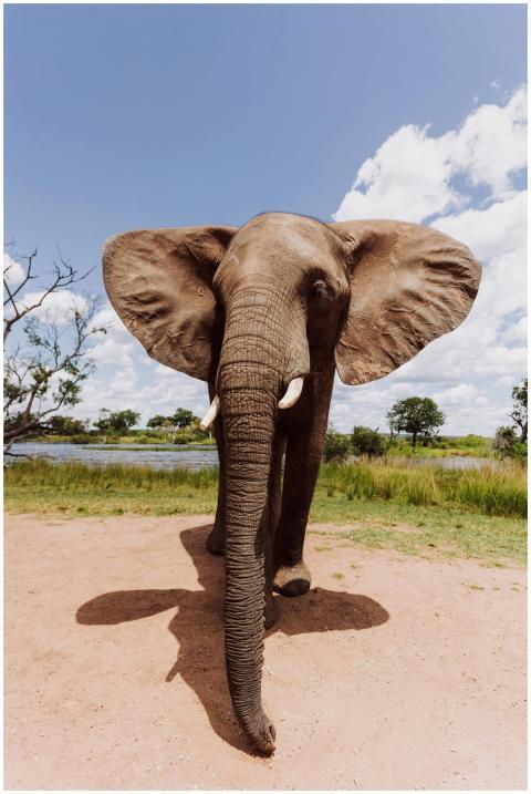 A stunning frontal view of an African elephant sta