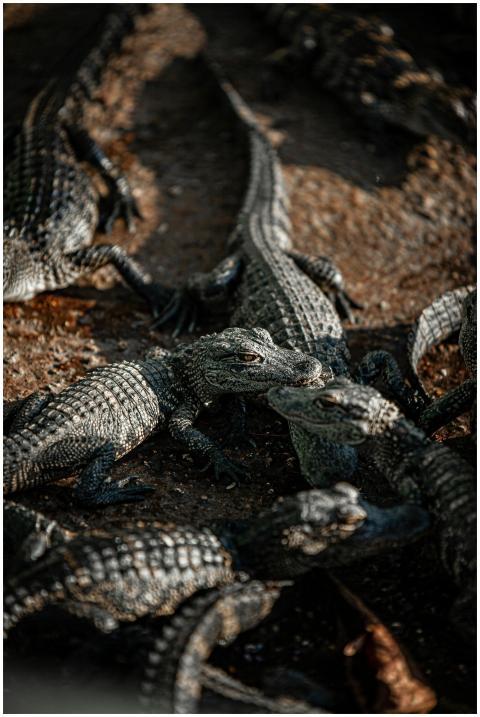 A group of young alligators basking under the sunl