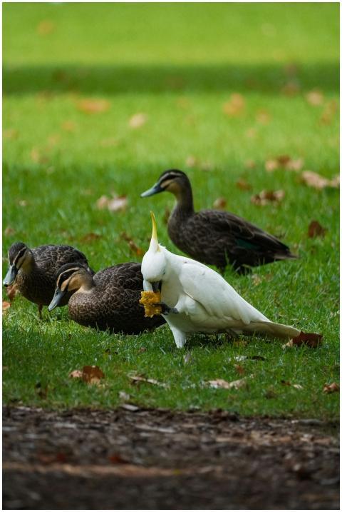 A group of ducks and a cockatoo foraging on a gras