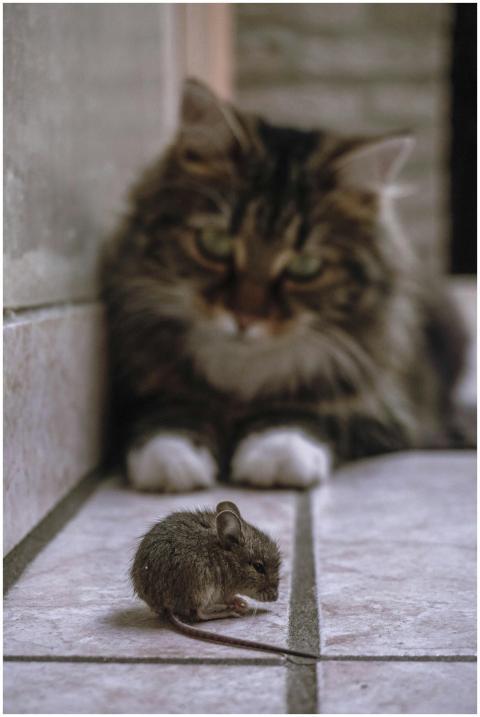 A domestic cat intently watching a mouse on a tile