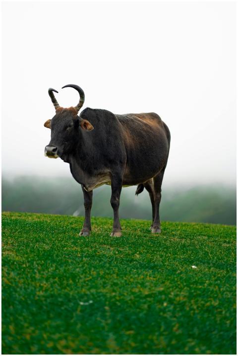 A black bull stands majestically on a green meadow