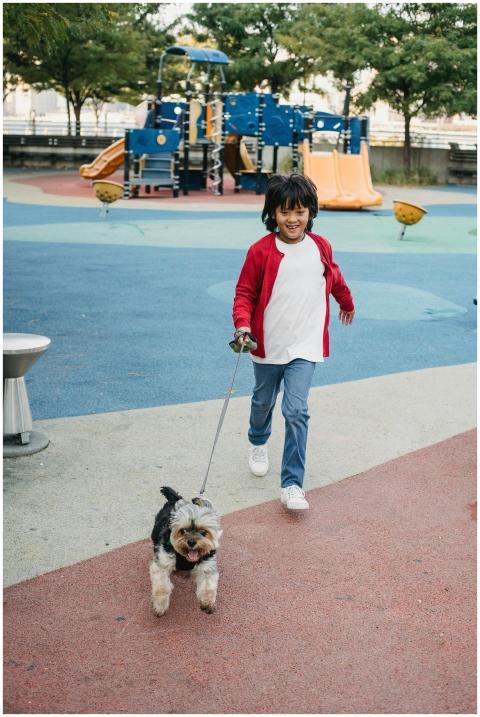 Boy joyfully walks a Yorkshire Terrier on a colorf