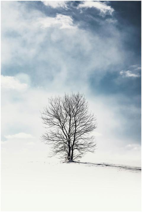 A lone tree stands in a serene snowy field under a