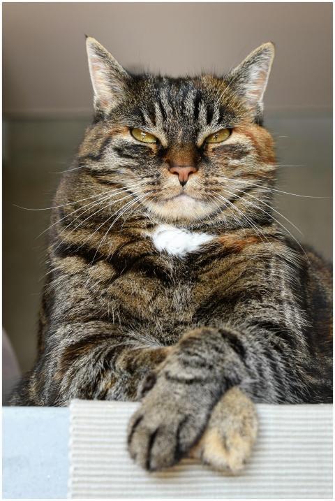 Close-up of a proud tabby cat indoors, exuding per