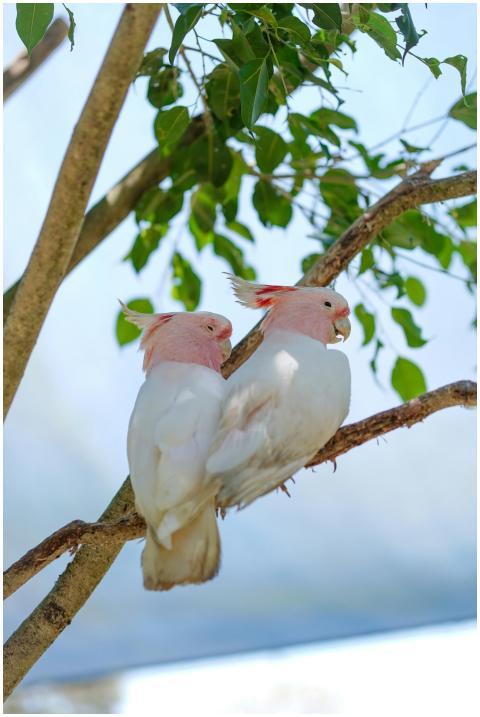 Pair Pink Cockatoos Perched