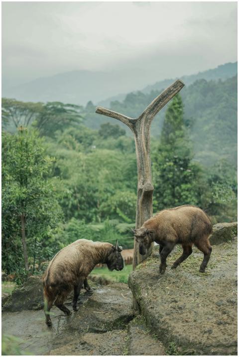 Two goats roam a lush, green landscape with mounta
