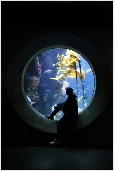 A captivating silhouette of a person viewing an un