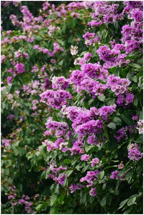Lush purple flowering shrubs create a vivid natura