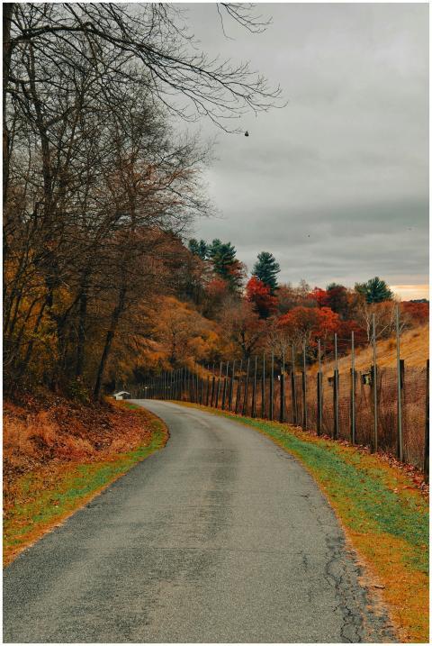 Scenic Autumn Pathway Trees