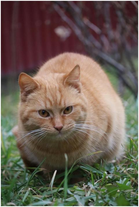 A fluffy ginger cat crouched in the grass, outdoor
