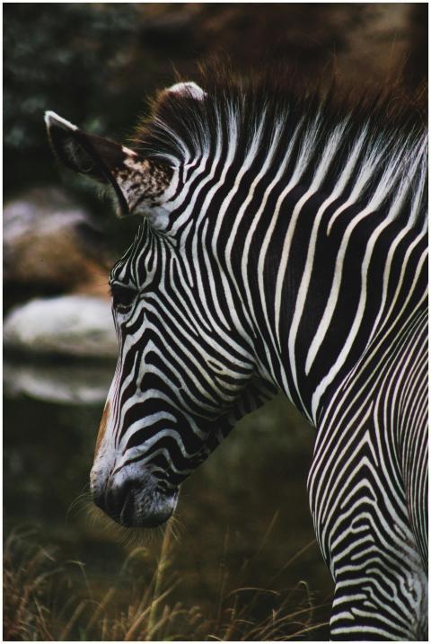 Detailed side profile of a zebra showcasing unique