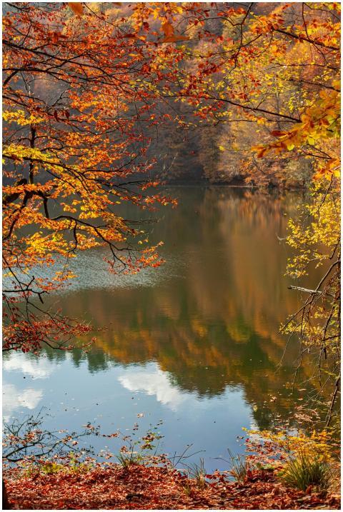 Peaceful lake scene with vibrant autumn foliage re